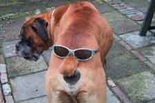 le chien